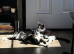 Sabrina and Aggy - Domestic Cat For Adoption - IN&comma; US