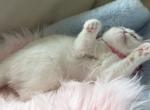 Exotic shorthair white female - Exotic Kitten For Sale - Orlando&comma; FL&comma; US