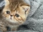 Exotic chocolate tabby girl - Exotic Kitten For Sale - Orlando&comma; FL&comma; US