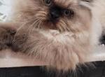 Ringo - Himalayan Kitten For Sale - 