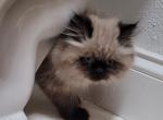 George - Himalayan Kitten For Sale - 