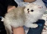 British Longhair Silver Male - British Shorthair Kitten For Sale - Orlando&comma; FL&comma; US