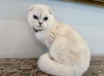 Scottish Fold Seal Point Female Retiring - Scottish Fold Cat For Sale/Retired Breeding - Orlando&comma; FL&comma; US