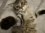 American bobtail Kitten - American Bobtail Kitten For Sale - Agawam&comma; MA&comma; US