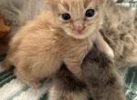 Arthur - Maine Coon Kitten For Sale - Portland&comma; OR&comma; US