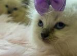 Ragdoll kittens - Ragdoll Cat For Sale - Barberton&comma; OH&comma; US