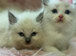 Ragdoll kittens - Ragdoll Cat For Sale - Barberton&comma; OH&comma; US