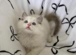 TICA Blue Bicolor Girl Ocean - Ragdoll Kitten For Sale - Mt Morris&comma; IL&comma; US
