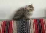 Tabby - Persian Kitten For Sale - Oklahoma City&comma; OK&comma; US