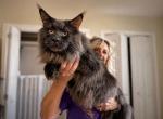 Brick - Maine Coon Cat For Sale/Service - Pinson&comma; AL&comma; US