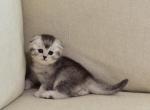 Rocky - Scottish Fold Kitten For Sale - Apollo Beach&comma; FL&comma; US