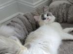 Zelda's Litter - Ragdoll Kitten For Sale - Sicklerville&comma; NJ&comma; US