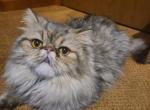 Geovani - Exotic Cat For Sale - Hagerstown&comma; MD&comma; US