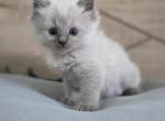 Blue Point Ragdoll Male - Ragdoll Kitten For Sale - Sidney&comma; OH&comma; US