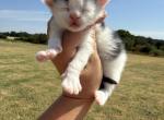 Bruce - Maine Coon Kitten For Sale - Locust Grove&comma; OK&comma; US