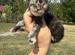 Luna - Maine Coon Kitten For Sale - Locust Grove&comma; OK&comma; US
