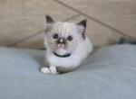 Seal Point Ragdoll Female - Ragdoll Kitten For Sale - Sidney&comma; OH&comma; US