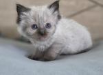 Seal Point Ragdoll - Ragdoll Kitten For Sale - 