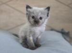 Seal Point - Ragdoll Kitten For Sale - Sidney&comma; OH&comma; US