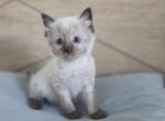 Seal Point Ragdoll Male - Ragdoll Kitten For Sale - Sidney&comma; OH&comma; US