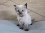 Seal Point Ragdoll Girl - Ragdoll Kitten For Sale - Sidney&comma; OH&comma; US