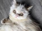 Long Haired Flat Face Persian - Persian Kitten For Sale - Brown Summit&comma; NC&comma; US