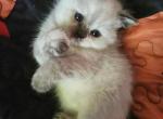 Zara - Himalayan Kitten For Sale - 