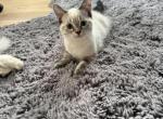 bella - Siamese Kitten For Sale - Barrington&comma; IL&comma; US
