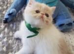Royce - Exotic Kitten For Sale - PA&comma; US