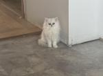 lexi - Persian Kitten For Sale - 