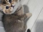 Charlie - Scottish Fold Kitten For Sale - Naperville&comma; IL&comma; US
