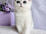 Yagodka - British Shorthair Kitten For Sale - Land O Lakes&comma; FL&comma; US