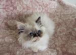 Mercedes - Persian Kitten For Sale - 