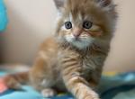 Doll Face Persian Kittens - Persian Kitten For Sale - Boyertown&comma; PA&comma; US