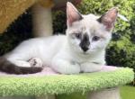 Siamese & Domestic Mix - Siamese Kitten For Sale - Boyertown&comma; PA&comma; US