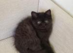 Hugo - Exotic Kitten For Sale - PA&comma; US