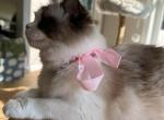 TICA ragdoll kittens - Ragdoll Kitten For Sale - Amherst&comma; NH&comma; US