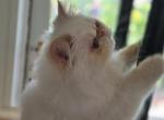 Sand - Himalayan Kitten For Sale - Satellite Beach&comma; FL&comma; US