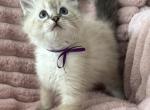 TICA Registered Ragdolls - Ragdoll Kitten For Sale - Ballston Lake&comma; NY&comma; US