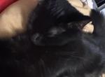 Ndoki - Turkish Angora Kitten For Adoption - ATL&comma; GA&comma; US