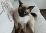 nico - Siamese Kitten For Sale - Barrington&comma; IL&comma; US