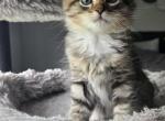Ragamuffin sisters - Ragamuffin Kitten For Sale - 