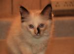 Dax Polydactly - Ragdoll Kitten For Sale - La Porte&comma; IN&comma; US