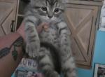Himalayan kittens ready - Persian Kitten For Sale - Canton&comma; OH&comma; US