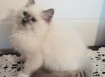 Sophia - Ragdoll Kitten For Sale - 