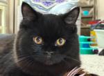 Sweet black Persian angel baby - Persian Kitten For Sale - Benbrook&comma; TX&comma; US