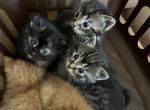 Torti - Domestic Kitten For Sale - Saint Paul&comma; MN&comma; US