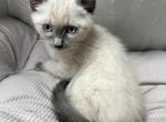 Blue Point Siamese - Siamese Kitten For Sale - Oregon City&comma; OR&comma; US