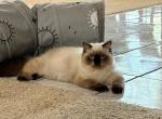 Vivian Leigh - Himalayan Kitten For Sale - 