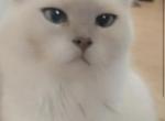 Kats ravishing ragdolls litter 1 - Ragdoll Kitten For Sale - 